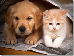 cuidar-de-gatos-cachorros-perros-y-gatos-viviendo-juntos
