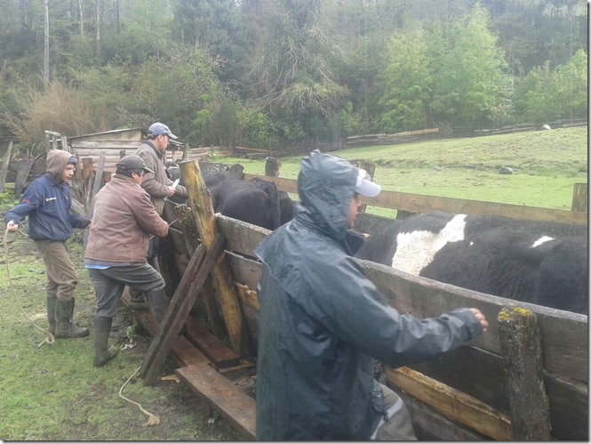 Operativos veterinarios realiza el Proder del Municipio de Pucón a sus usuarios (1)