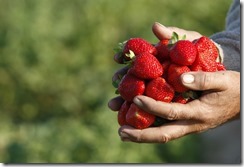 frutillas