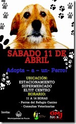 FLYER campaña de adopción canina en Pucón
