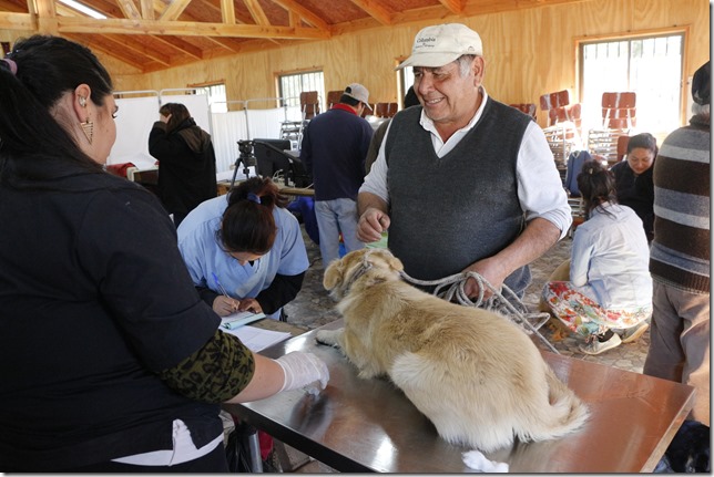 FOTO se realizan esterilizaciones en Quetreleufu 1