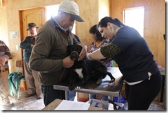 FOTO se realizan esterilizaciones en Quetreleufu 2