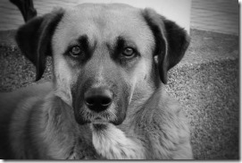 FOTO control reproductivo para mascotas en la sede Villa Cordillera