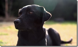 FOTO inician controles reproductivos para mascotas