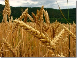 IMAGEN fiesta del trigo