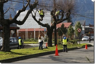 FOTO asesoría de poda de árboles