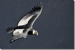 condor