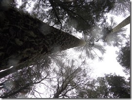 Araucaria en Nahuelbuta