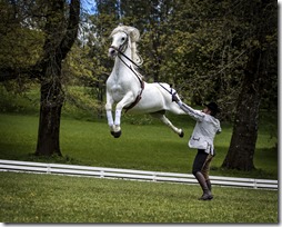 FOTO caballos andaluces 2