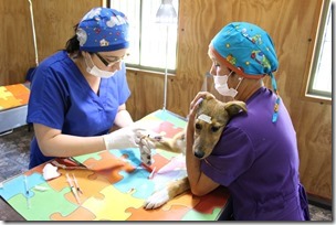 FOTO operativo veterinario villa cordillera