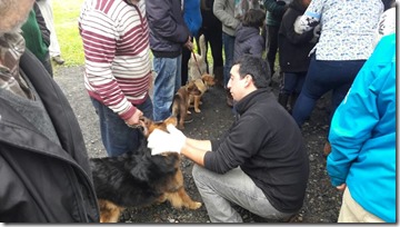 FOTO balance operativos de mascotas 5