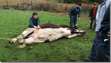 FOTO operativo veterinario llafenco 3