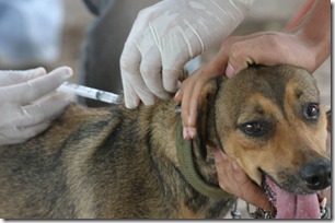 FOTO operativos vacunas mascotas
