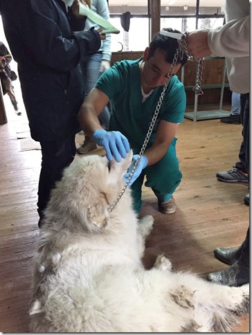 FOTO realización operativo mascotas 2