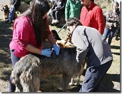 FOTO atenciones veterinarias 3