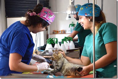 Municipalidad de Villarrica informa próximos operativos de esterilización de mascotas 