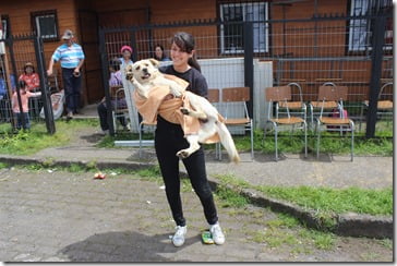 En Villarrica se han esterilizado más de cuatro mil mascotas