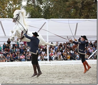FOTO caballos españoles 1