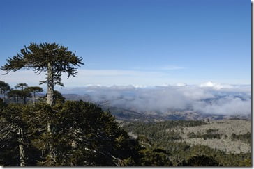 004 Parque Nacional Nahuelbuta