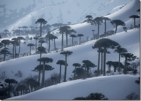 3. Araucarias, Juan Carlos Gedda