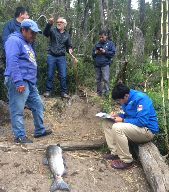 Incautaron trasmallos de pesca ilegales en el río Gualeguaychú