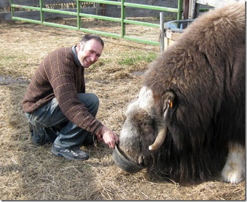 Muskox (2)