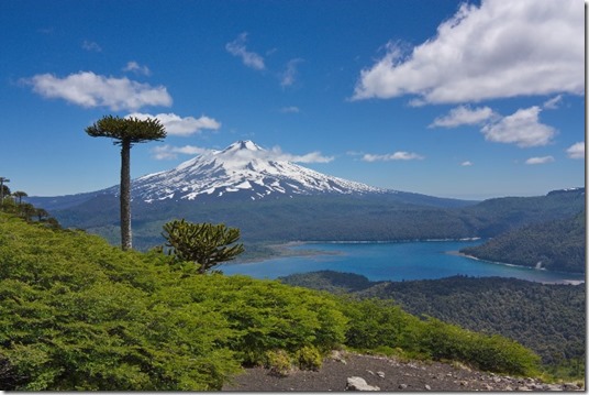 araucarias against the background of Llaima volcano