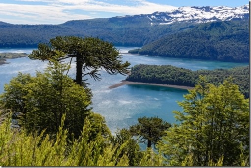 Araucaria forest in Conguillio National Park, Chile