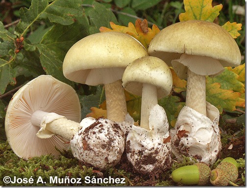 Amanita-phalloides_20061015_008-1024x777