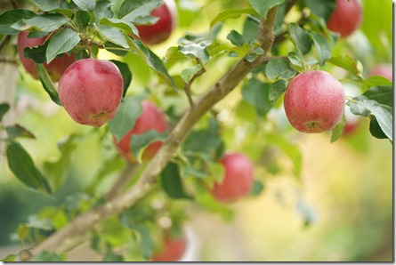 NOTICIASDELLAGOSupera a Chile_ Perú se encamina a liderar la exportación de frutas en Sudamérica en 2025