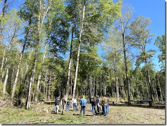 Bosque Nativo Villarrica 2